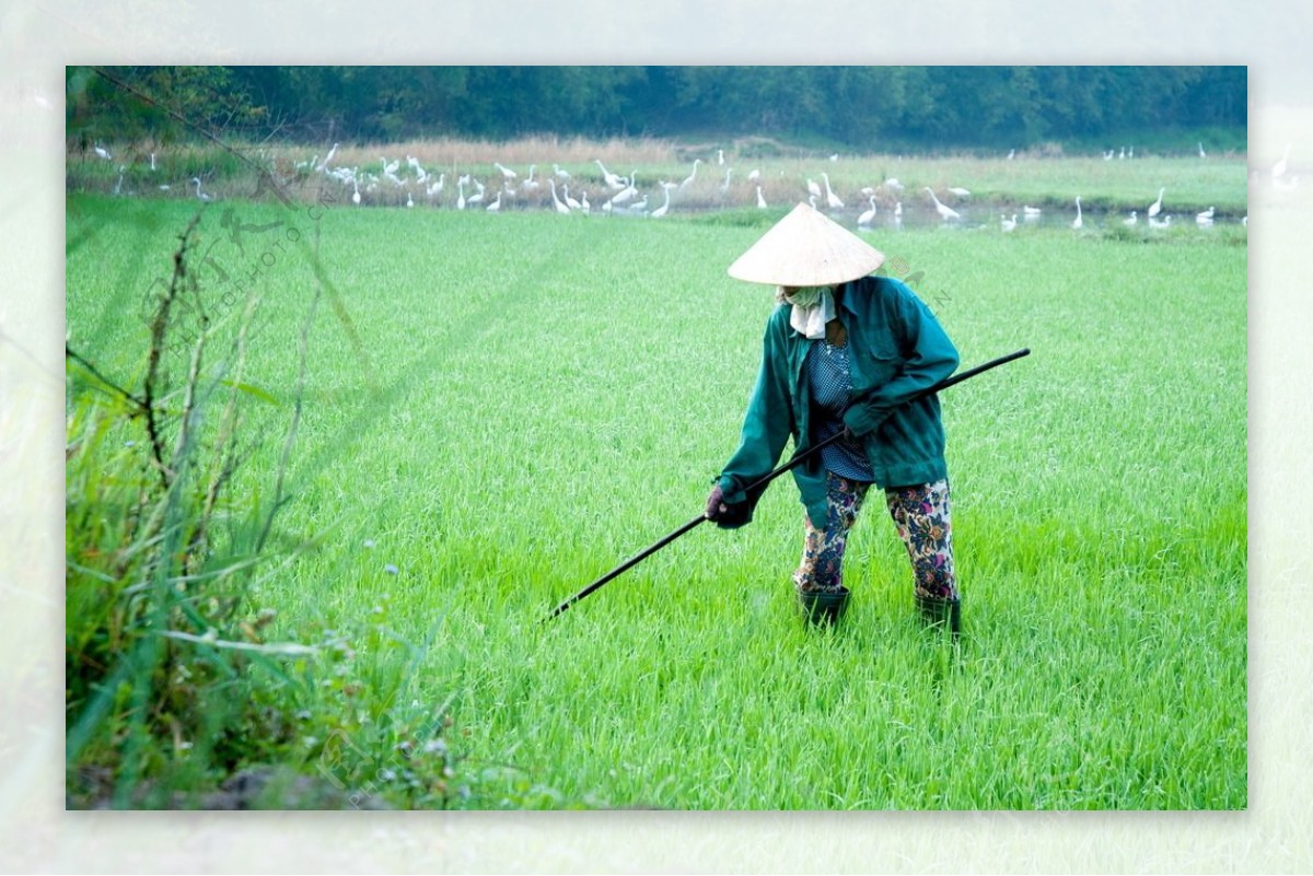 锄地的老农