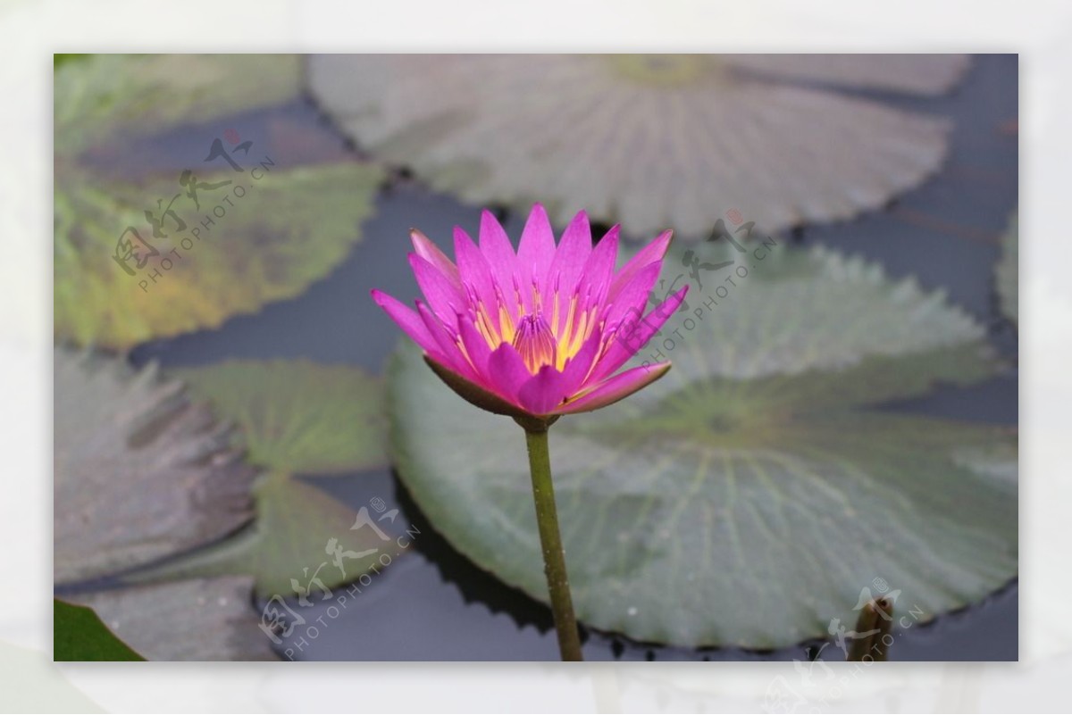 莲花荷花芙蓉