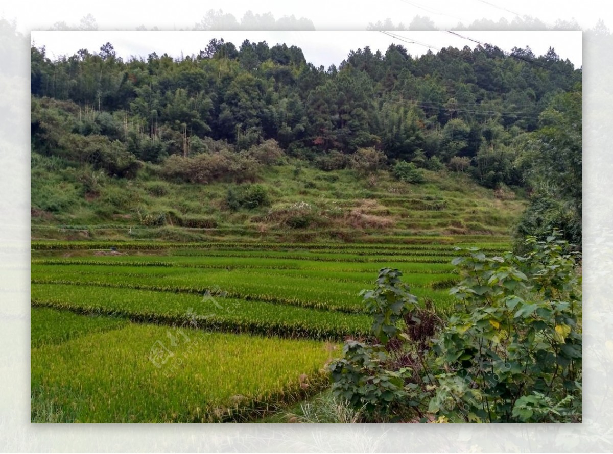 山川田野