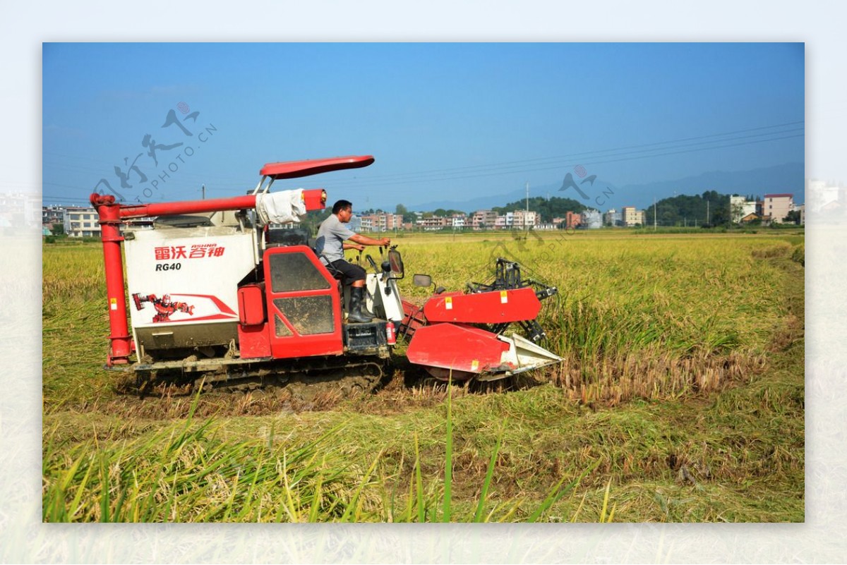 水稻田收割