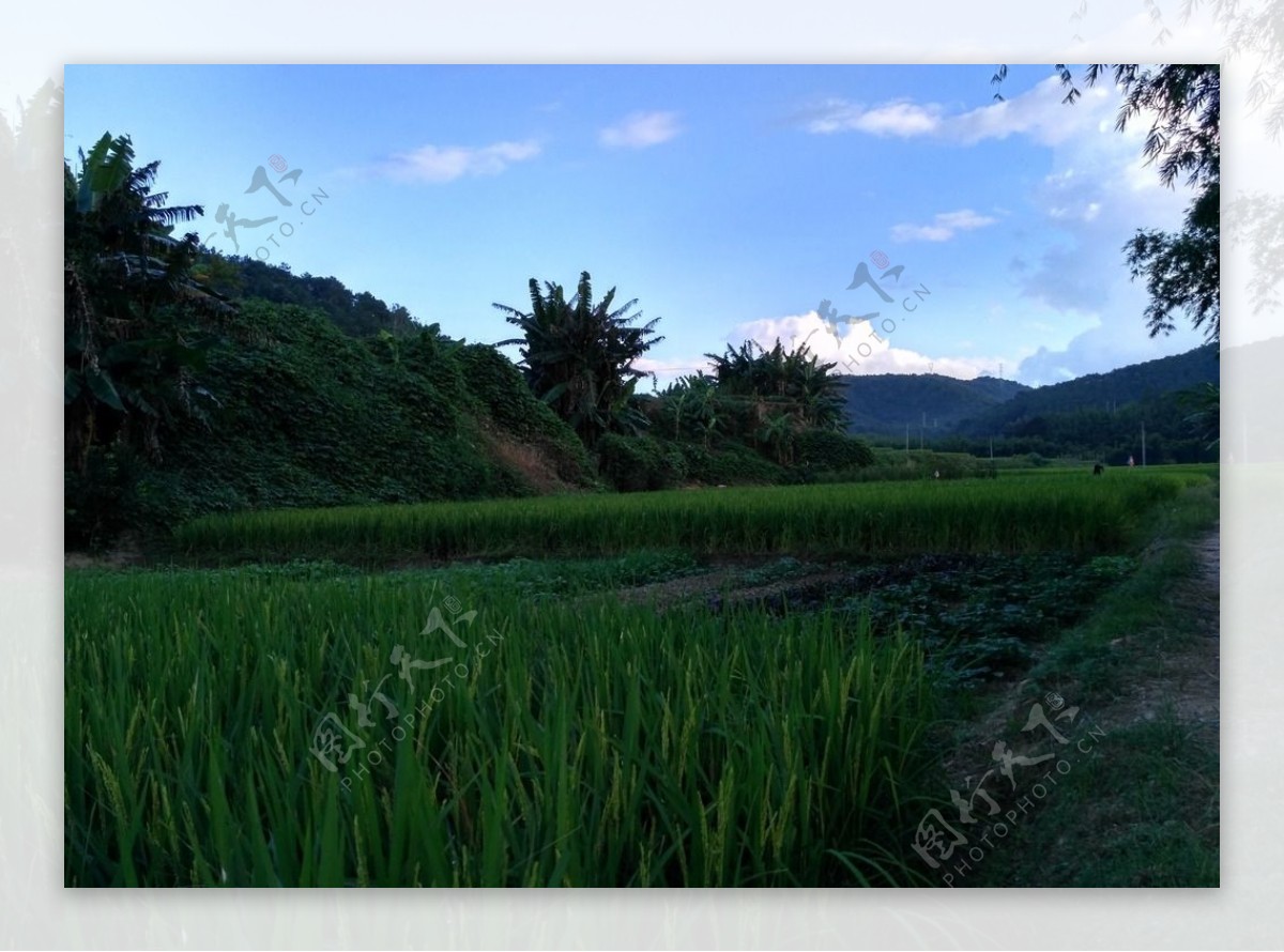 傍晚的田野