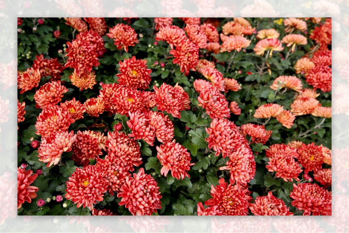 秋天红菊花