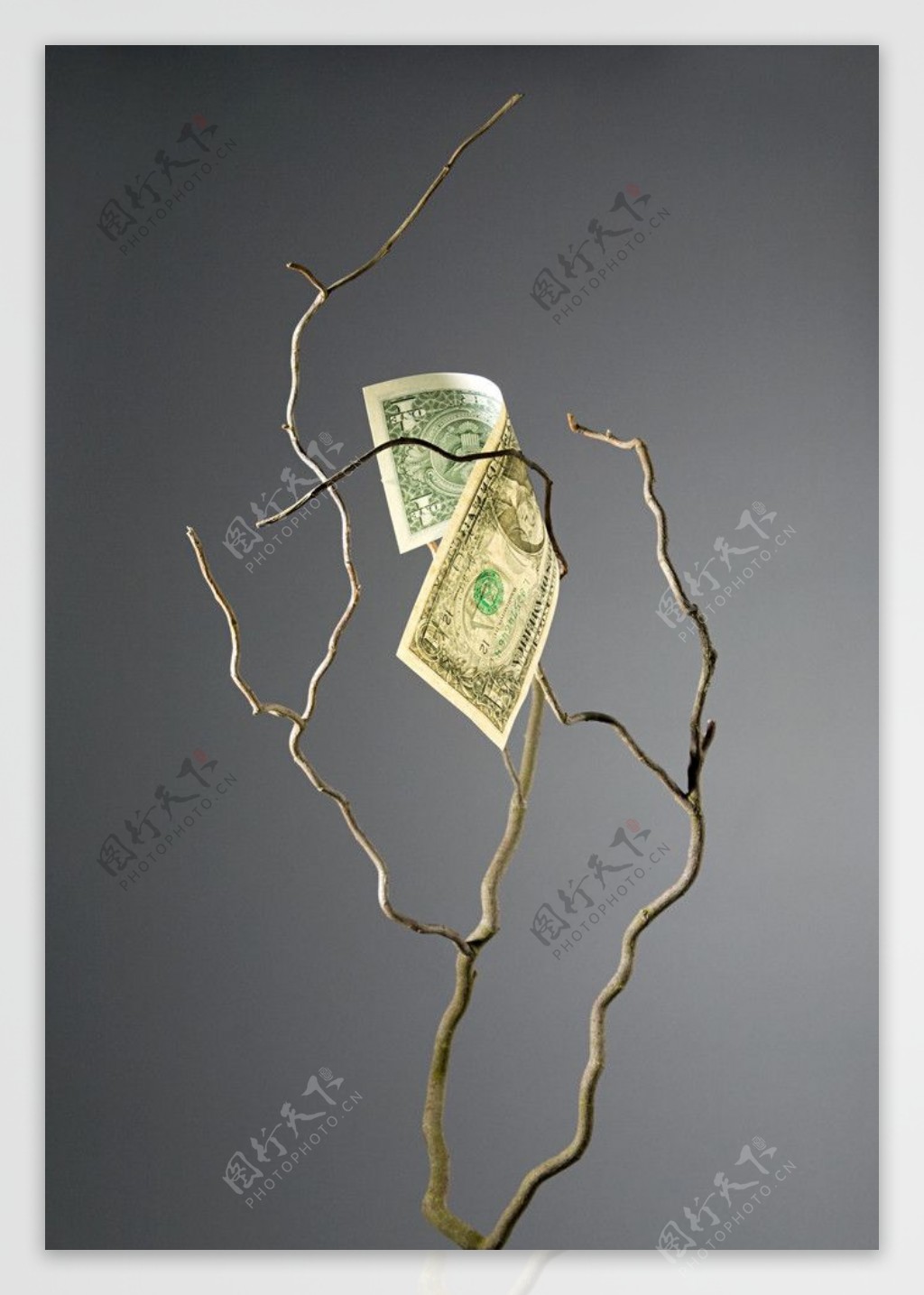 树干上美元
