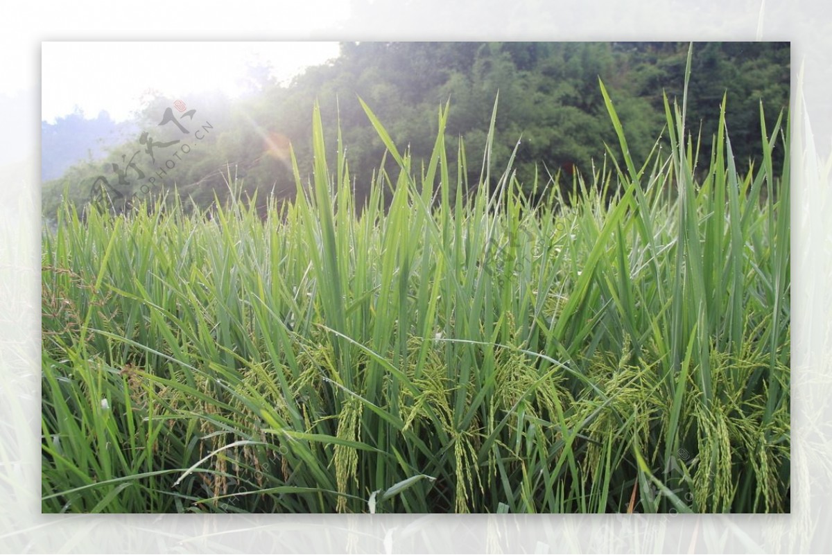 田园风光水稻