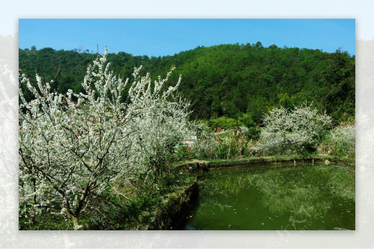 高山池塘环水果花