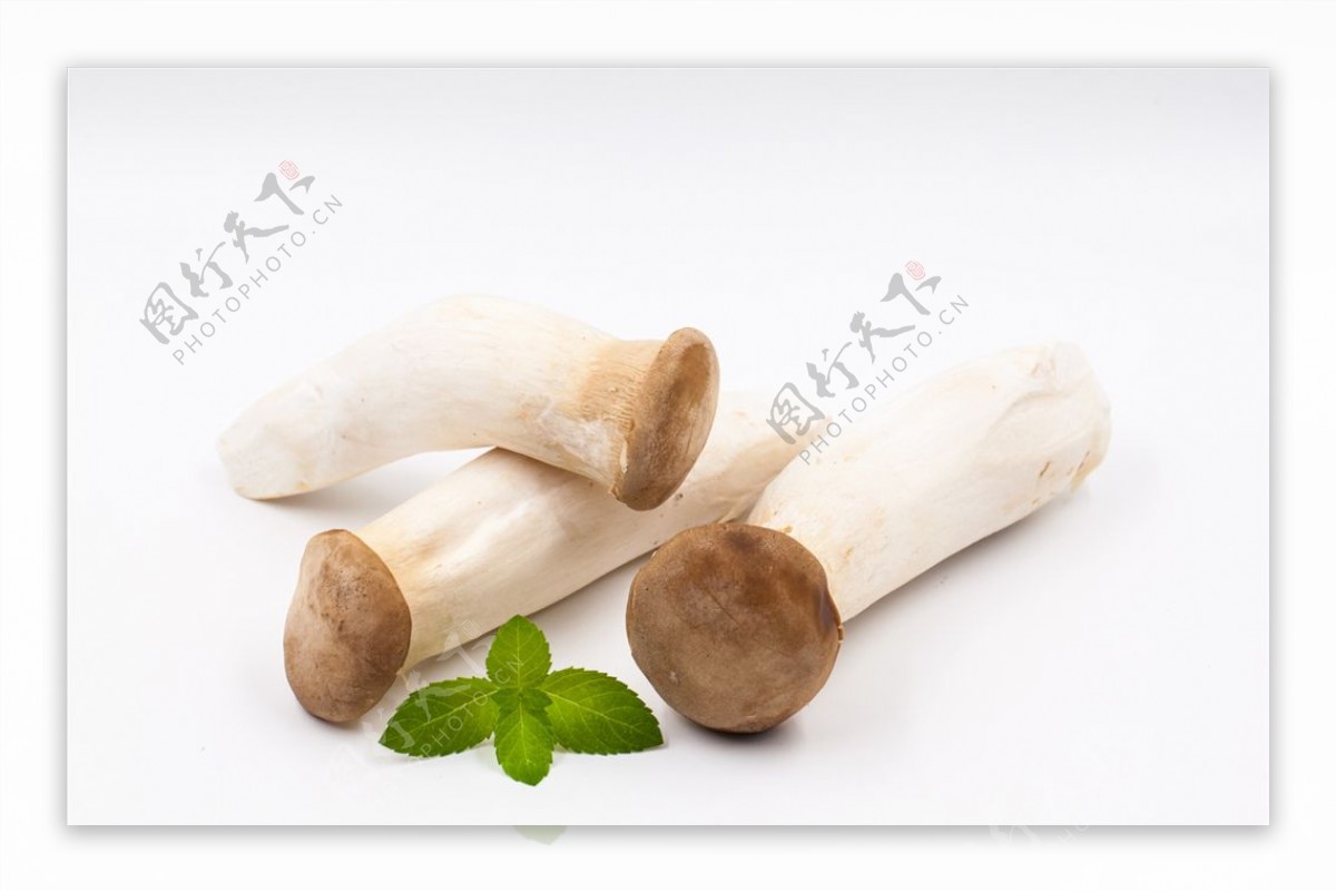上海野生蘑菇 毛头鬼伞（鸡腿菇？） - 知乎