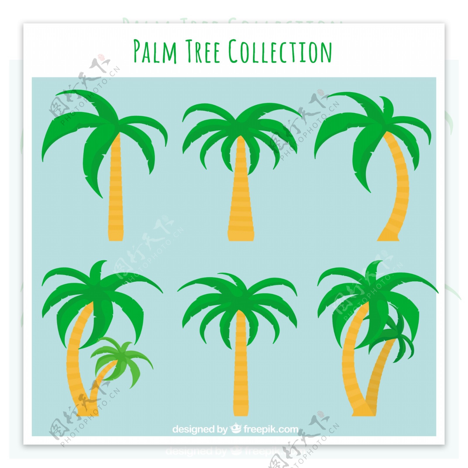 几种棕榈树