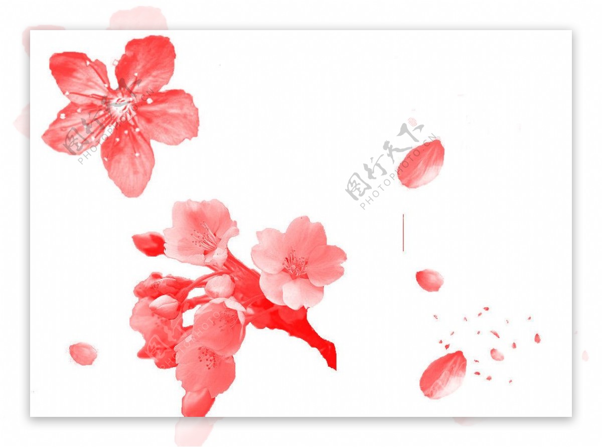 樱花及花瓣笔刷