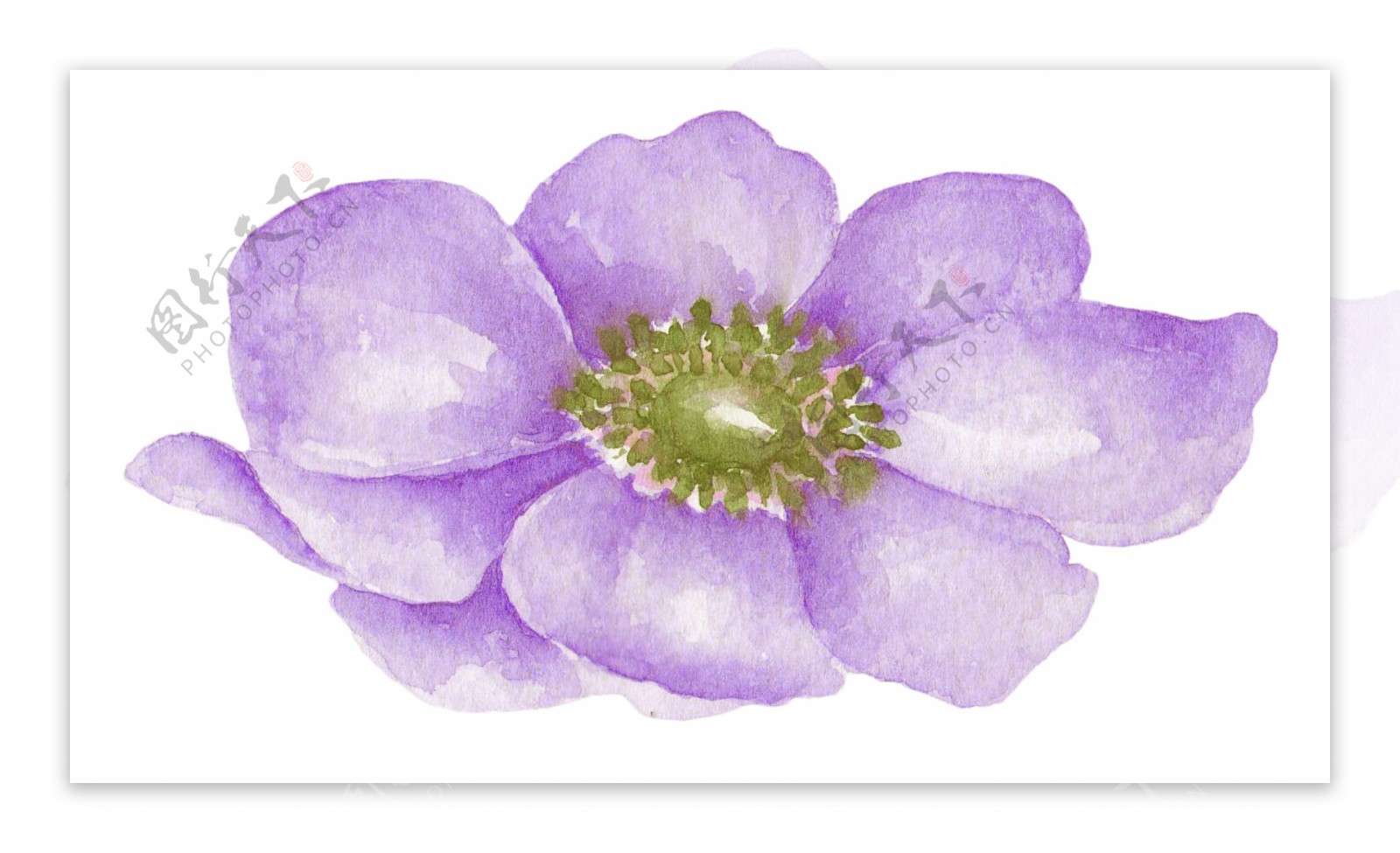 紫荆花蕊透明素材