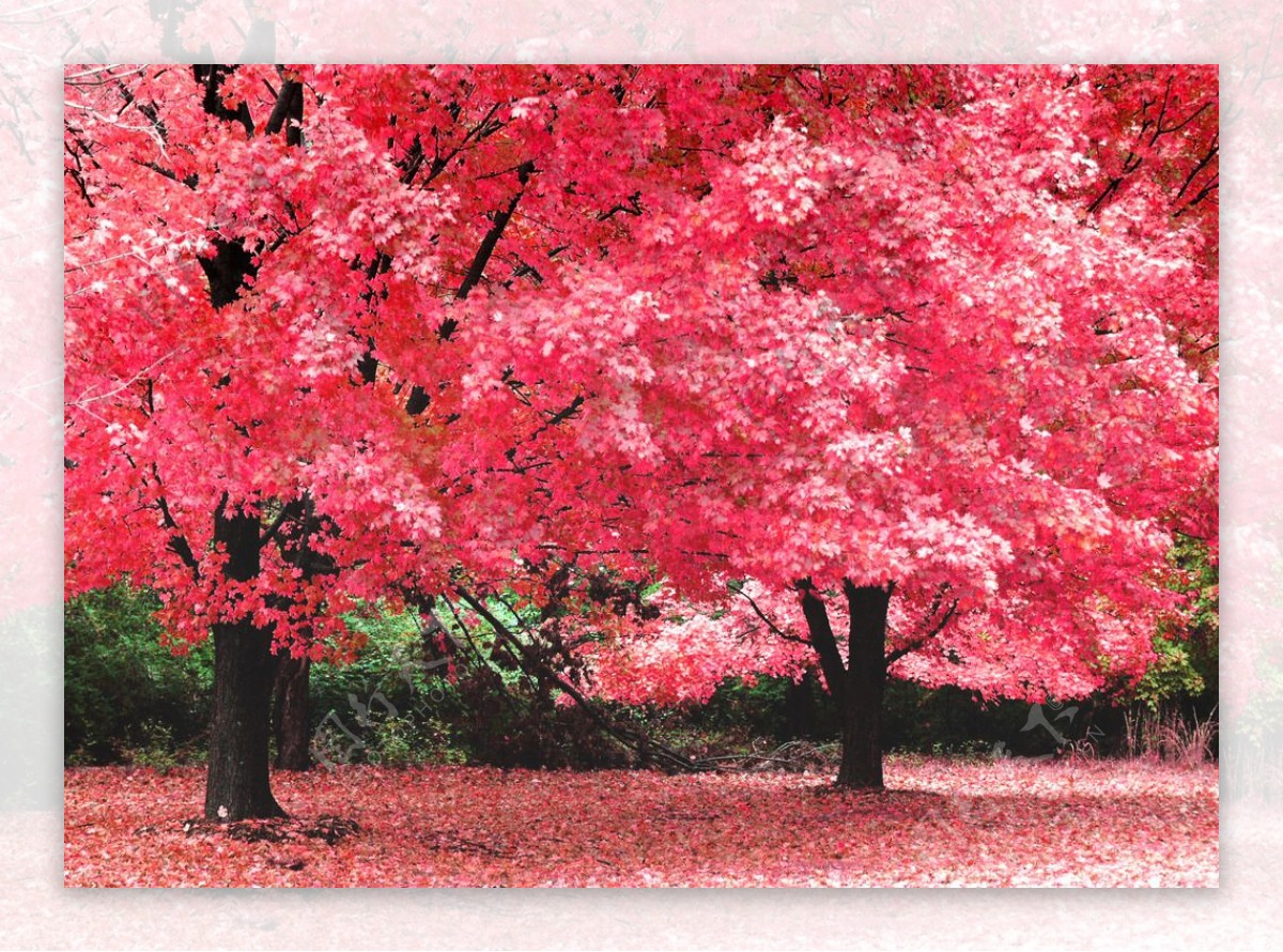 红色樱花树风景