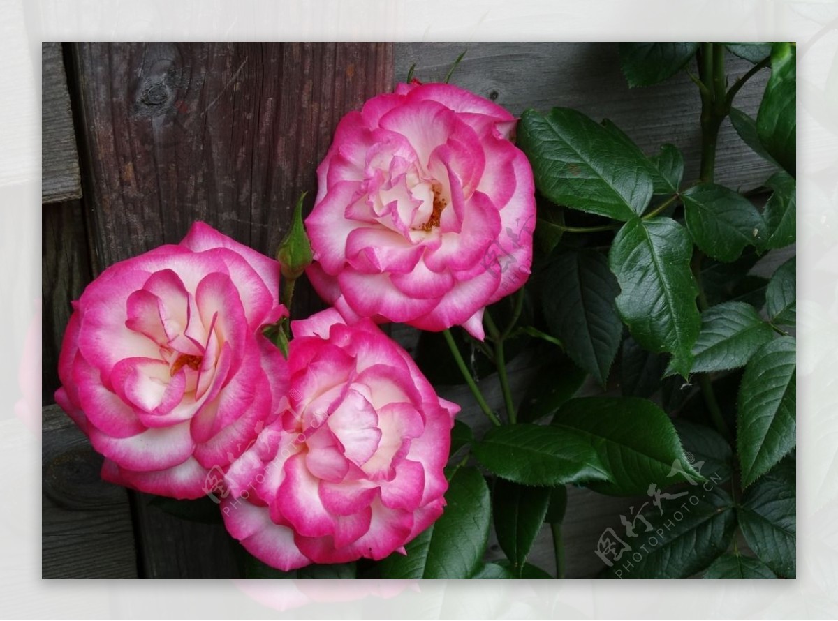 高清粉玫瑰摄影