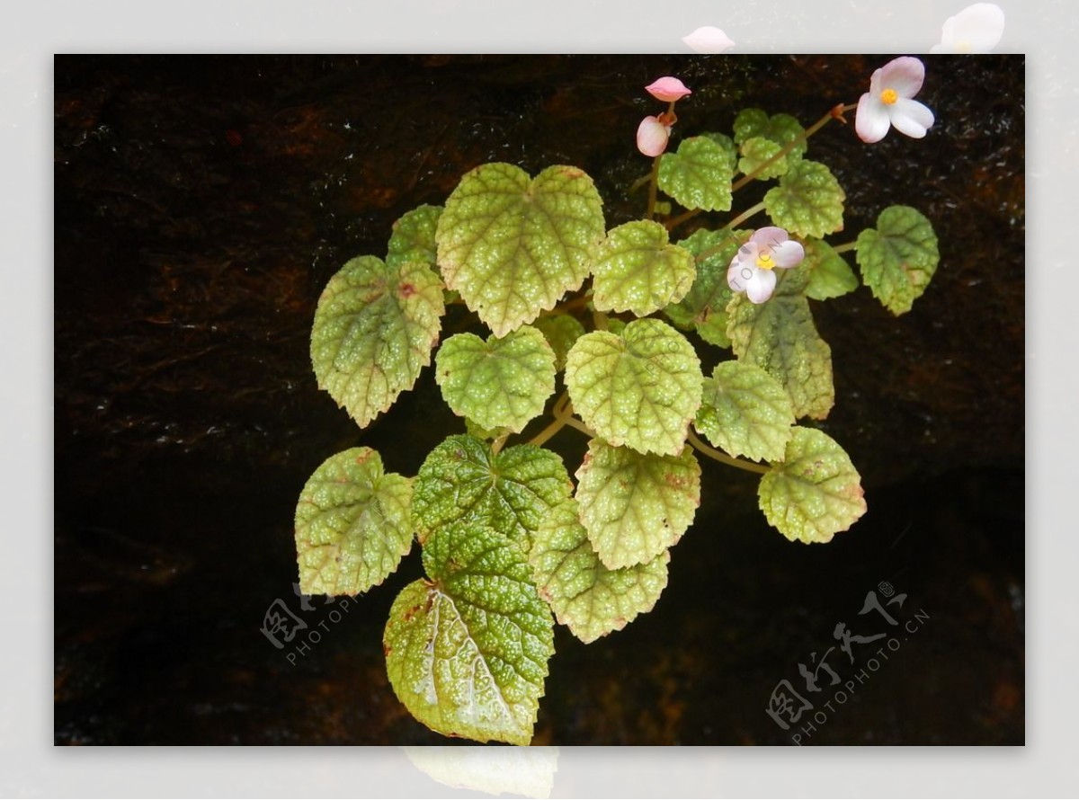 Begonia fimbristipula A1:Hance:A1|紫背天葵|紫背天葵 – Shiu Ying Hu Herbarium ...