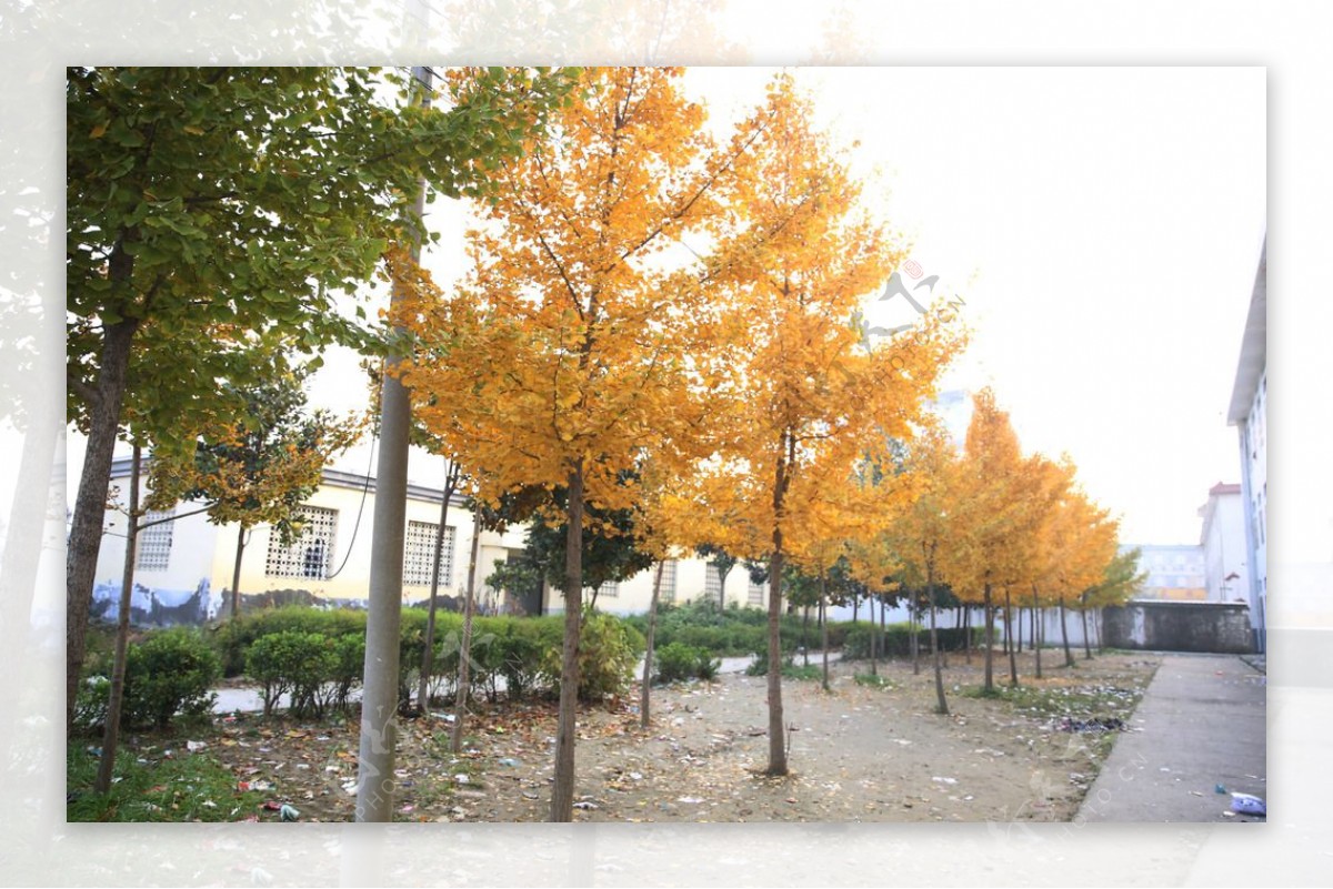 校园银杏树