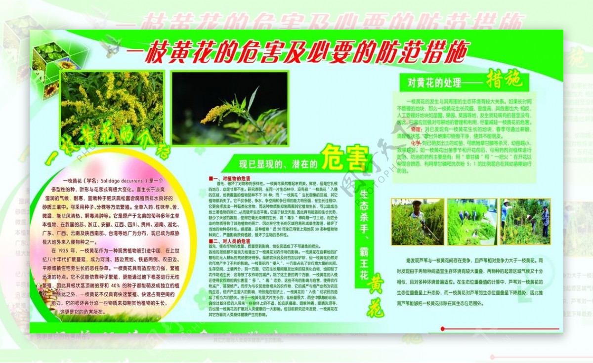 一枝黄花黄花危害黄花