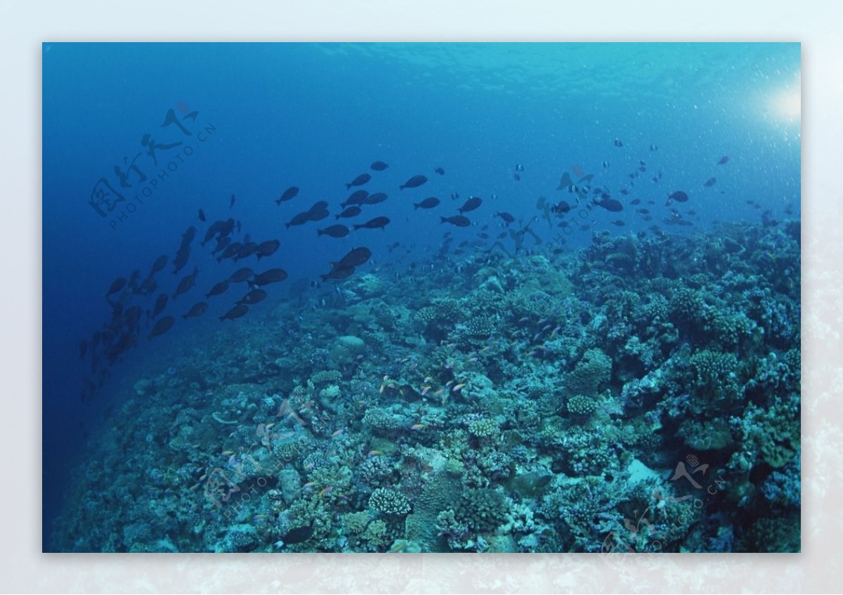 海洋生物海底鱼类海水