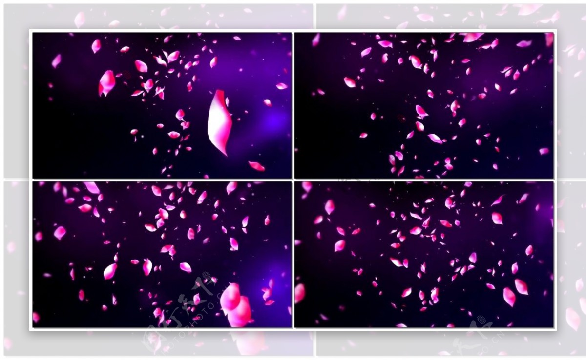 粉色花瓣飞舞背景视频素材
