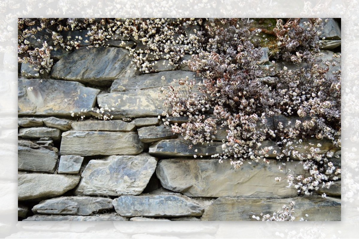 石缝盛开的花