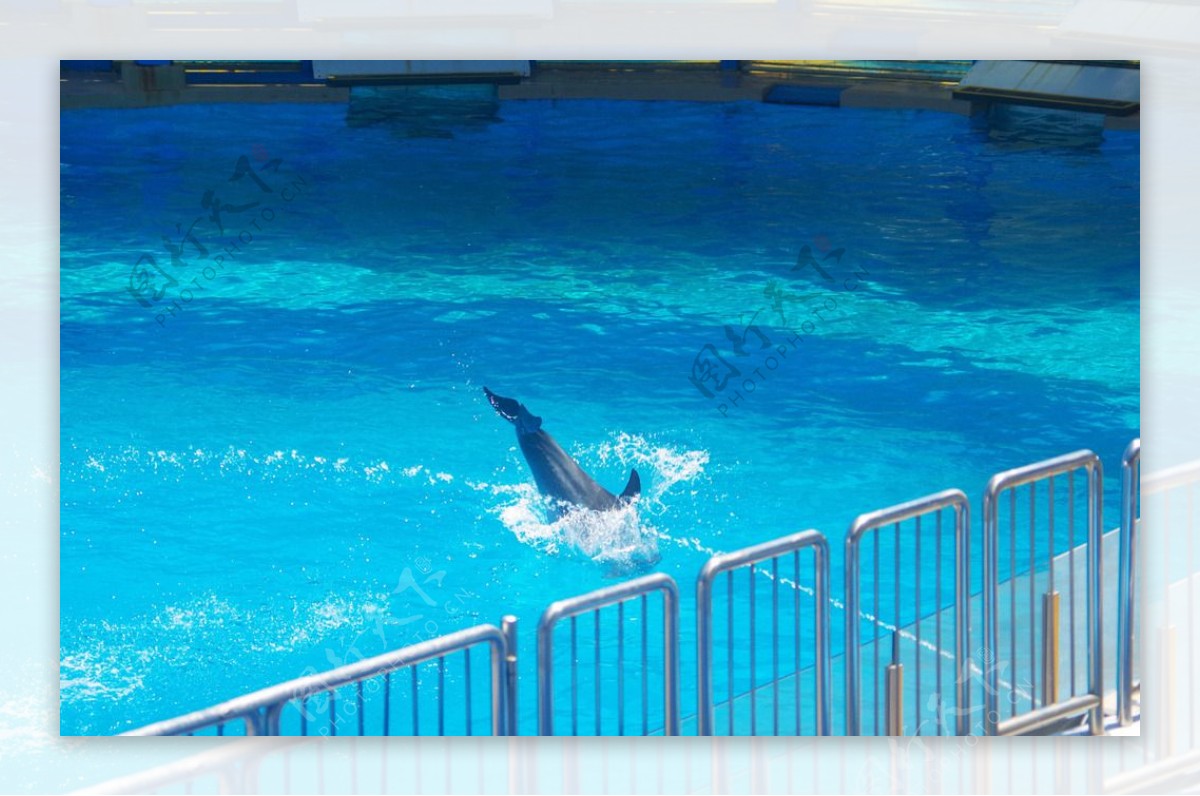 海豚入水入水表演
