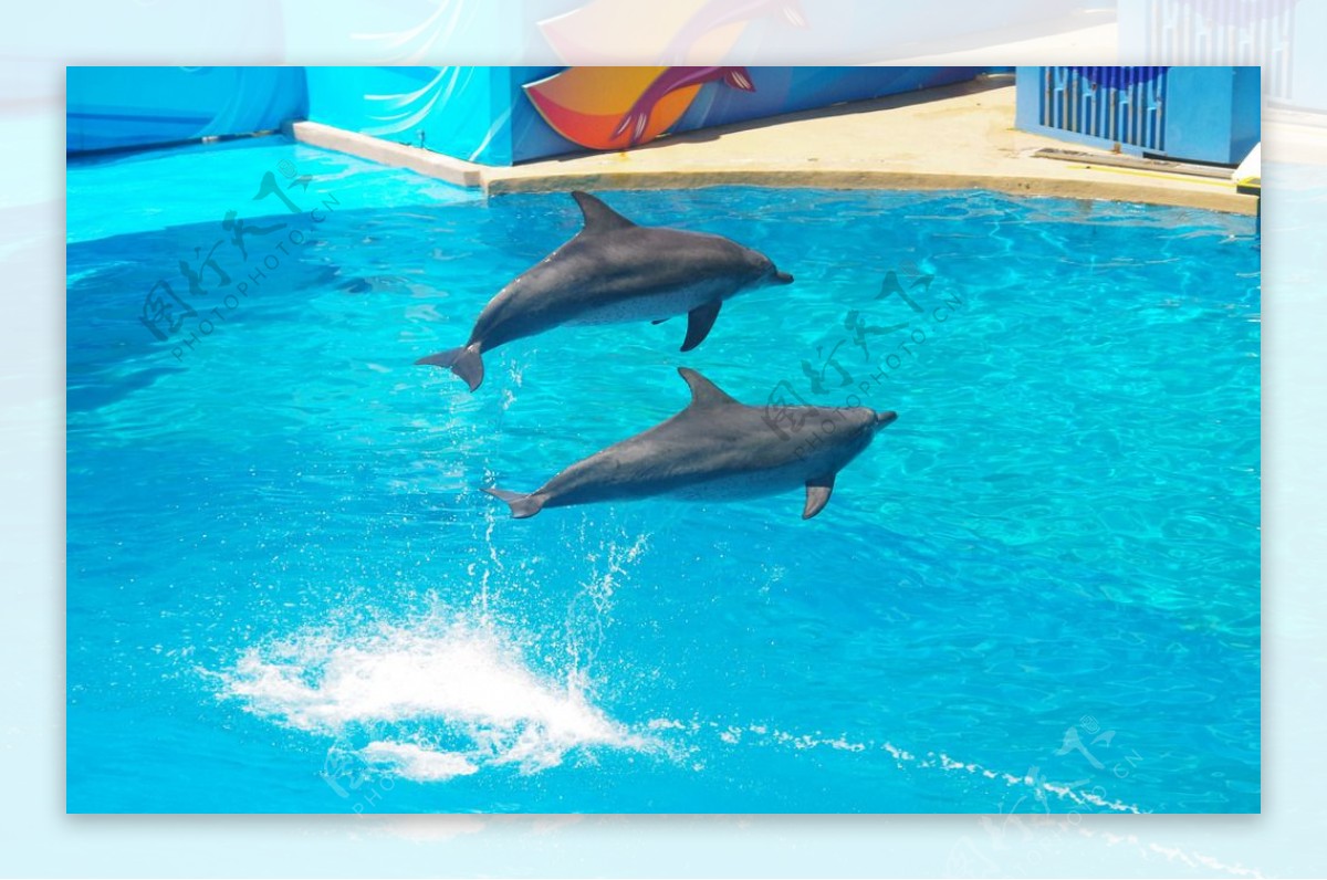 海豚跳水跳水海豚