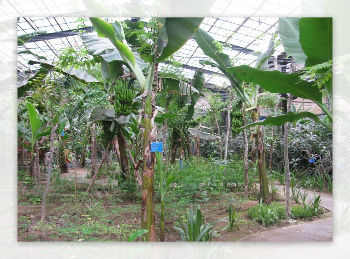 热带植物园