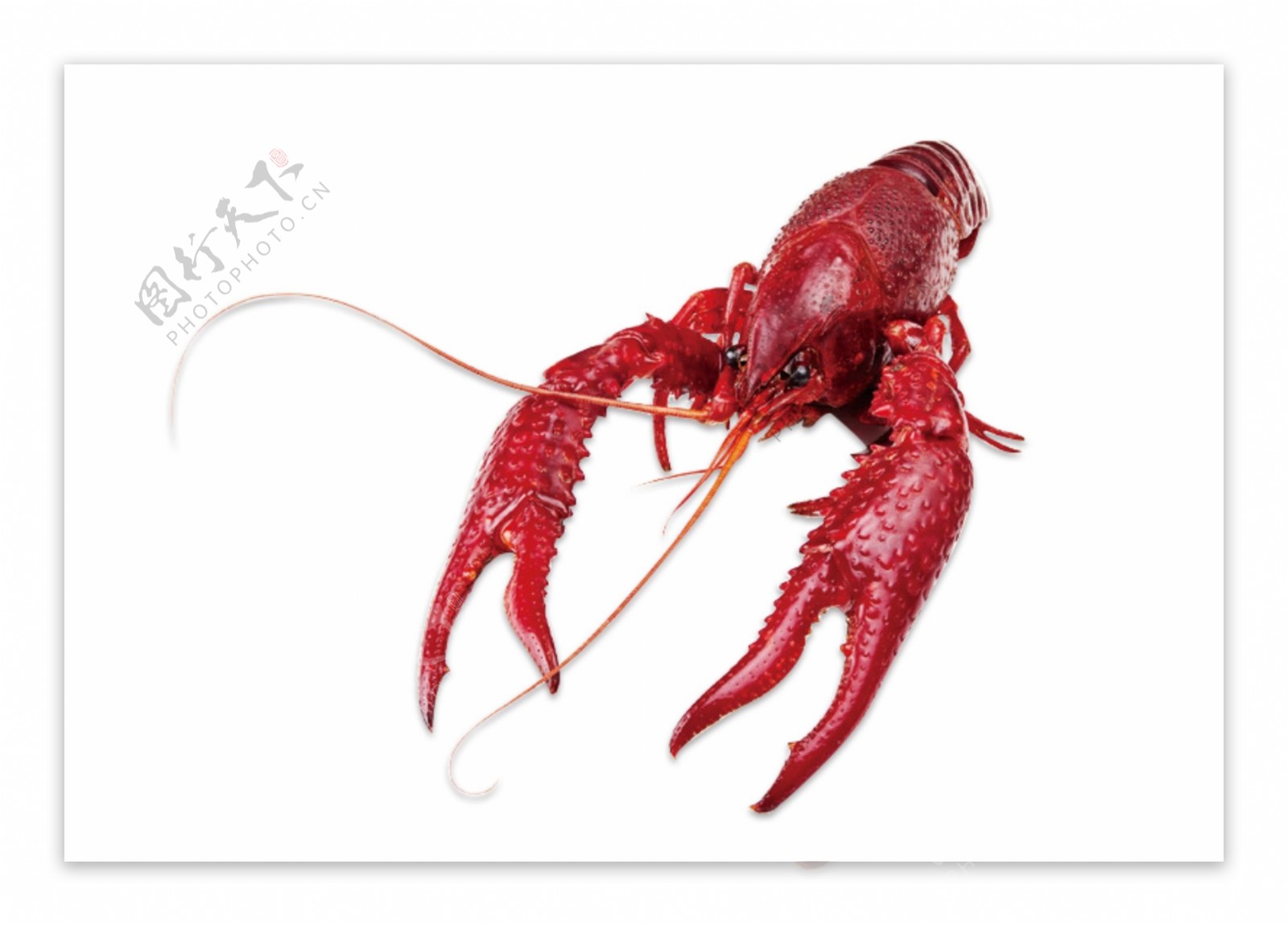 一只大龙虾美味食物动物