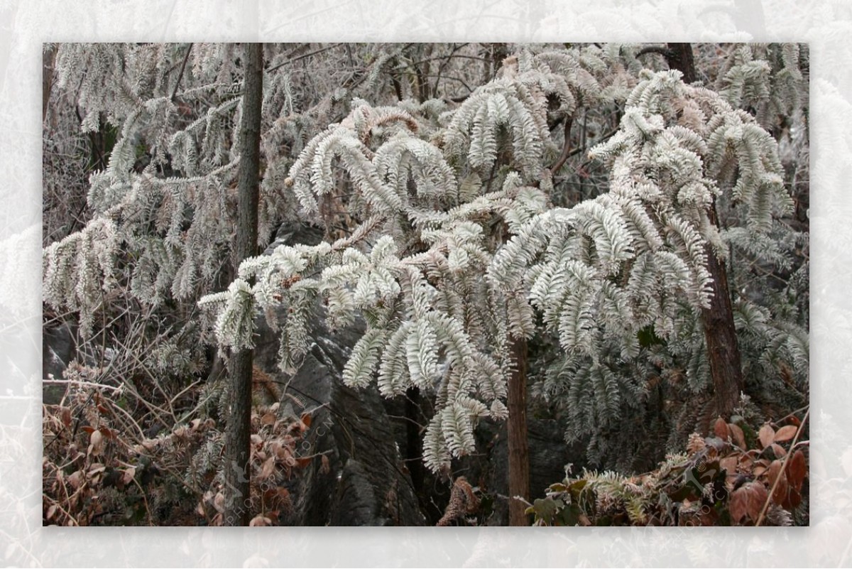 雪景