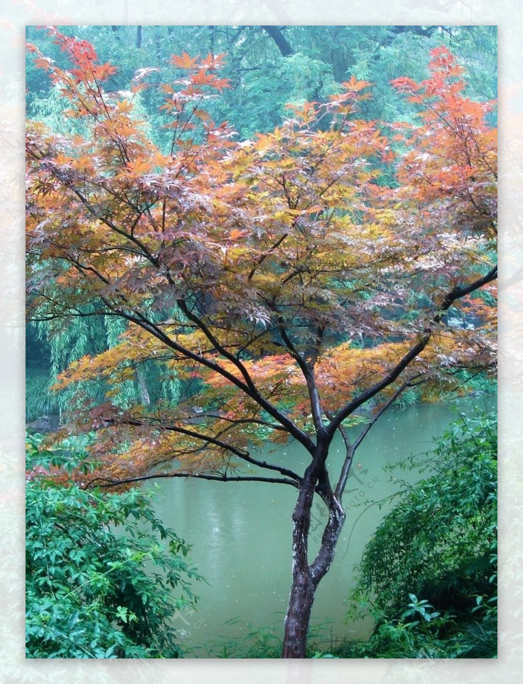杭州西湖雨景枫叶