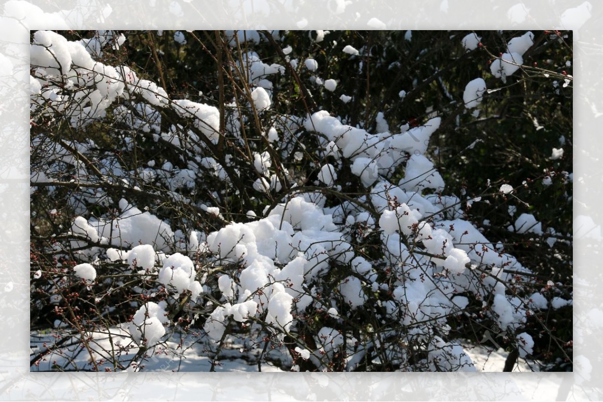 梅树雪景