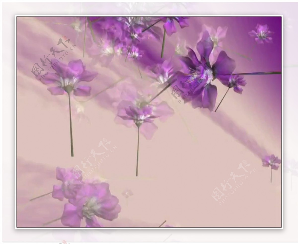 紫色鲜花视频素材