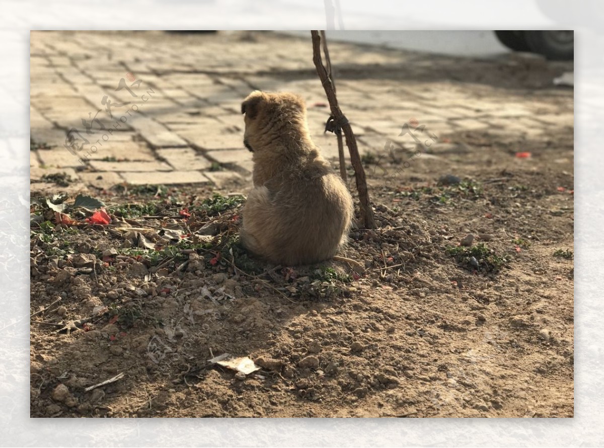 田园犬