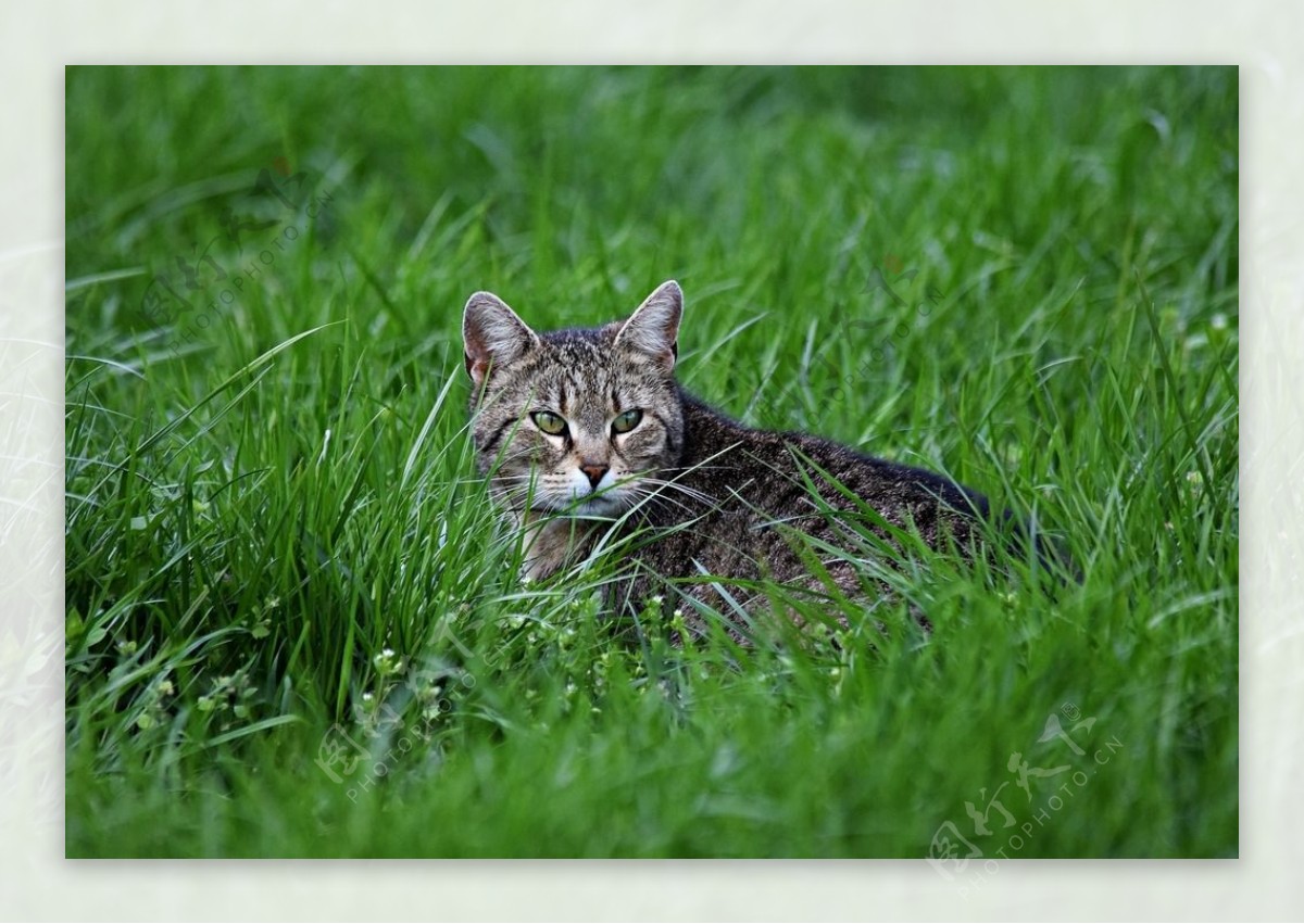 绿草地小猫