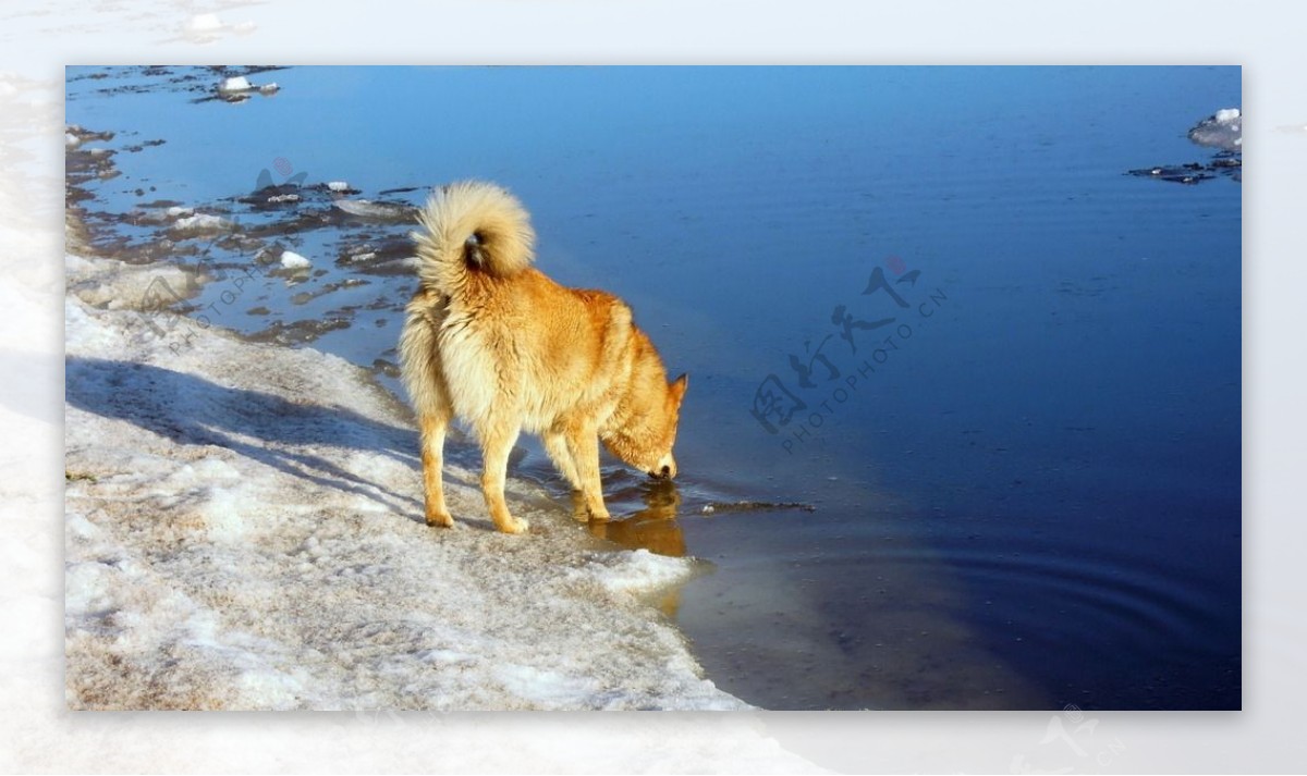 金毛犬河水