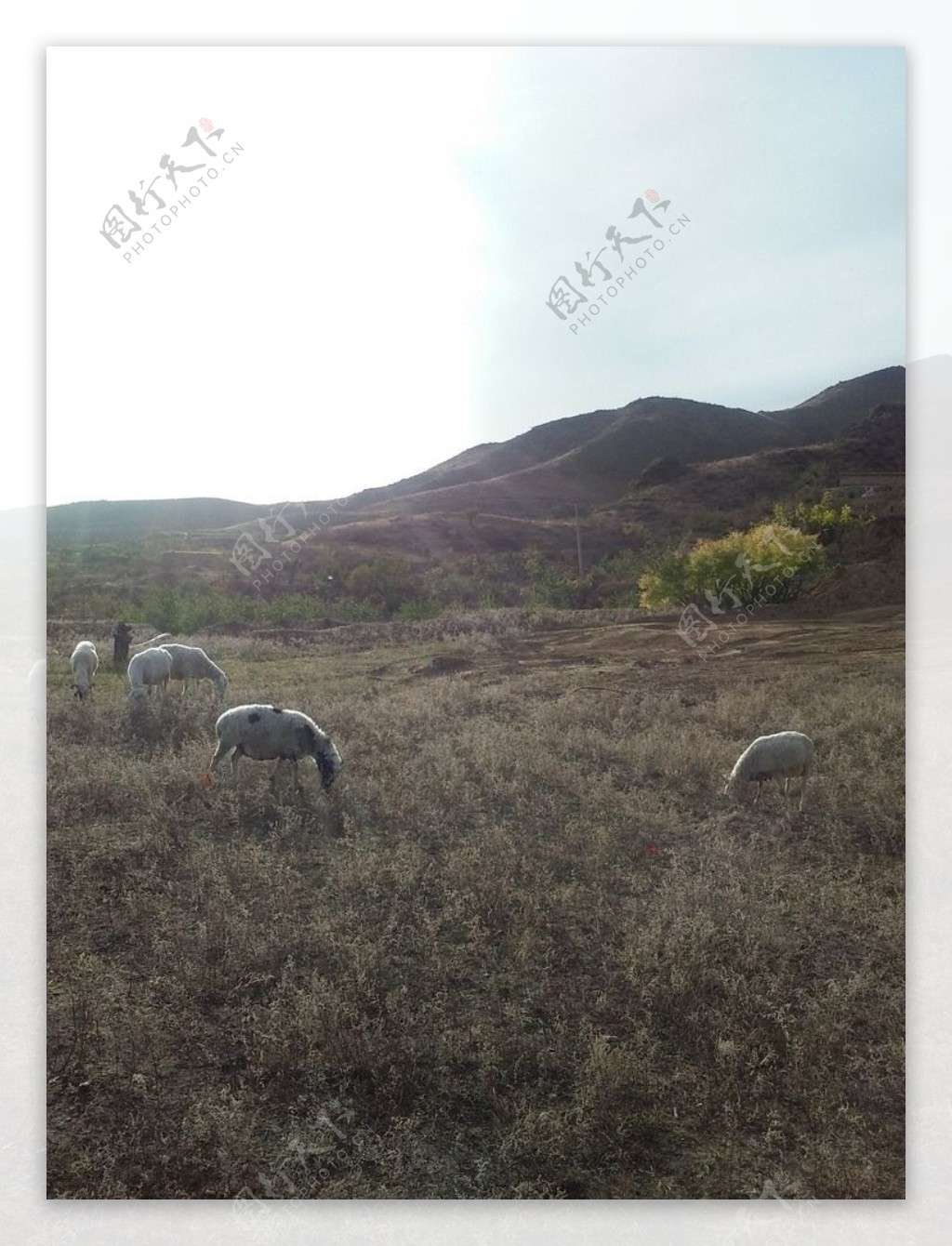 荒原上的羊群