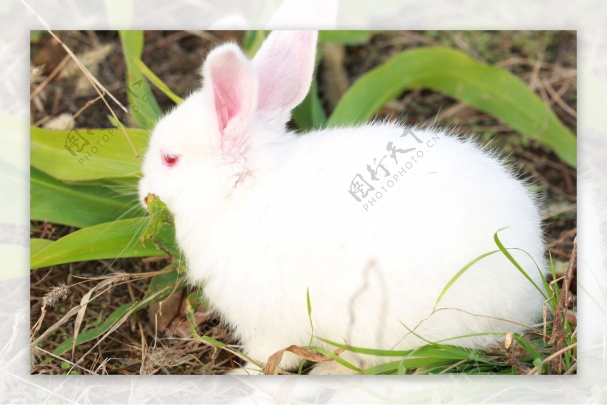 小白兔兔兔草