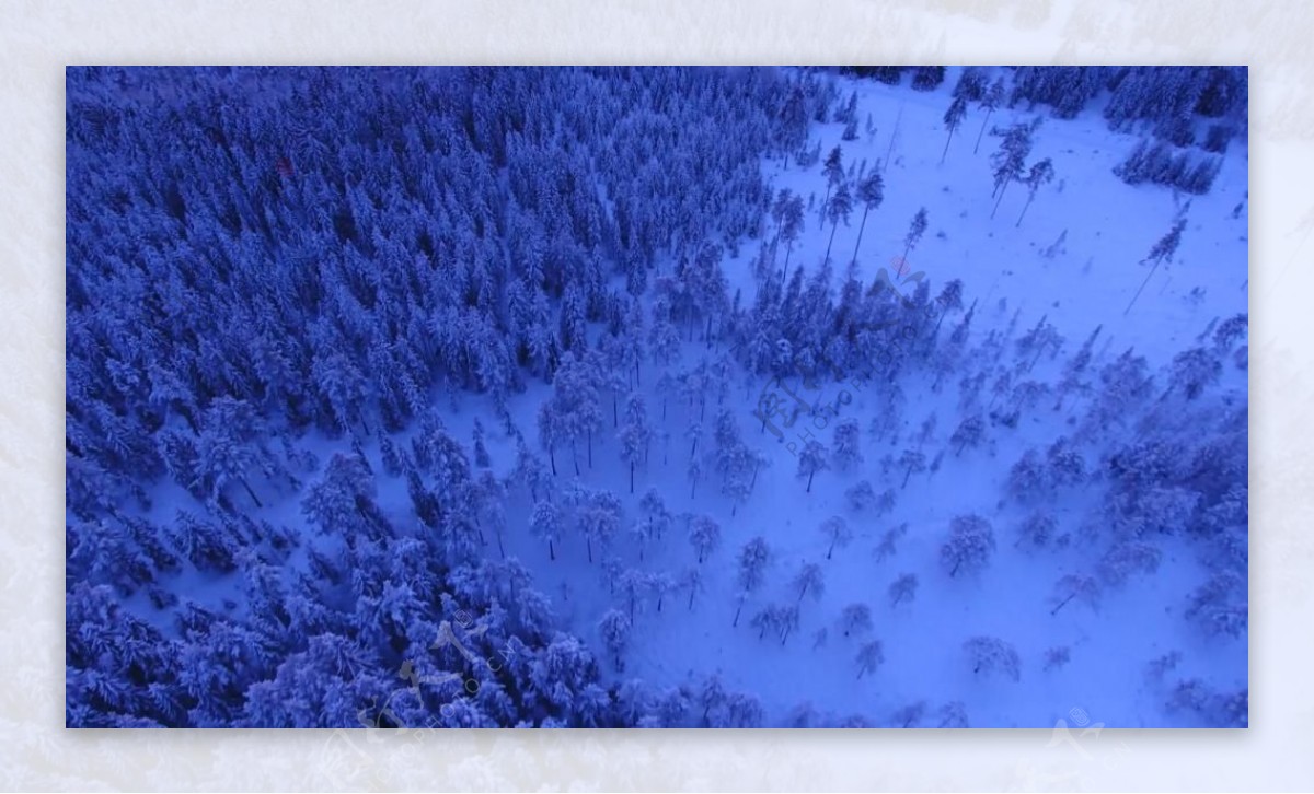 大气航拍雪海中的森林视频素材