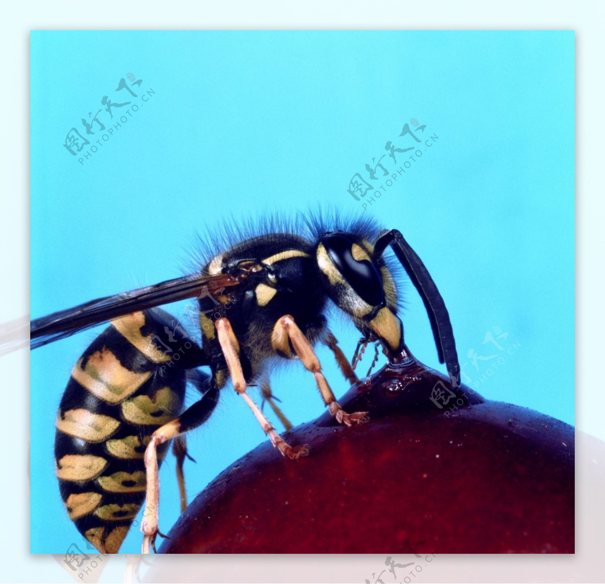 蜜蜂和蓝色蜂巢 库存照片. 图片 包括有 白兰地酒, 热化, 农场, 卧室, 飞行, 背包, 设计, 敌意 - 215220608