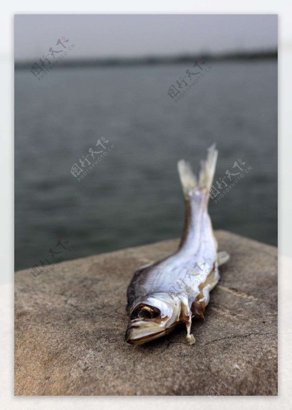 城市死鱼中的元素湖城市死鱼环保环境问题水泥