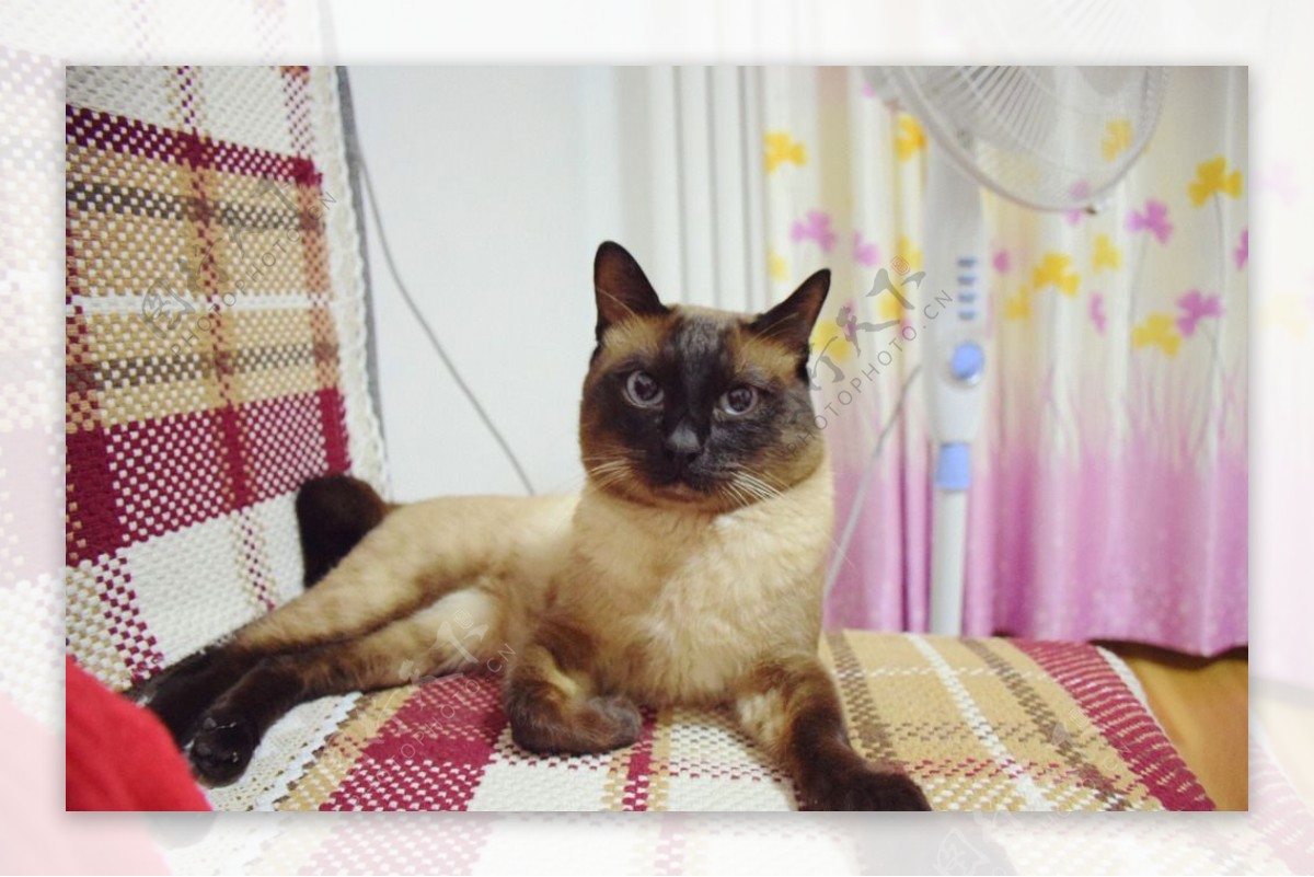 暹罗猫萌宠物摄影