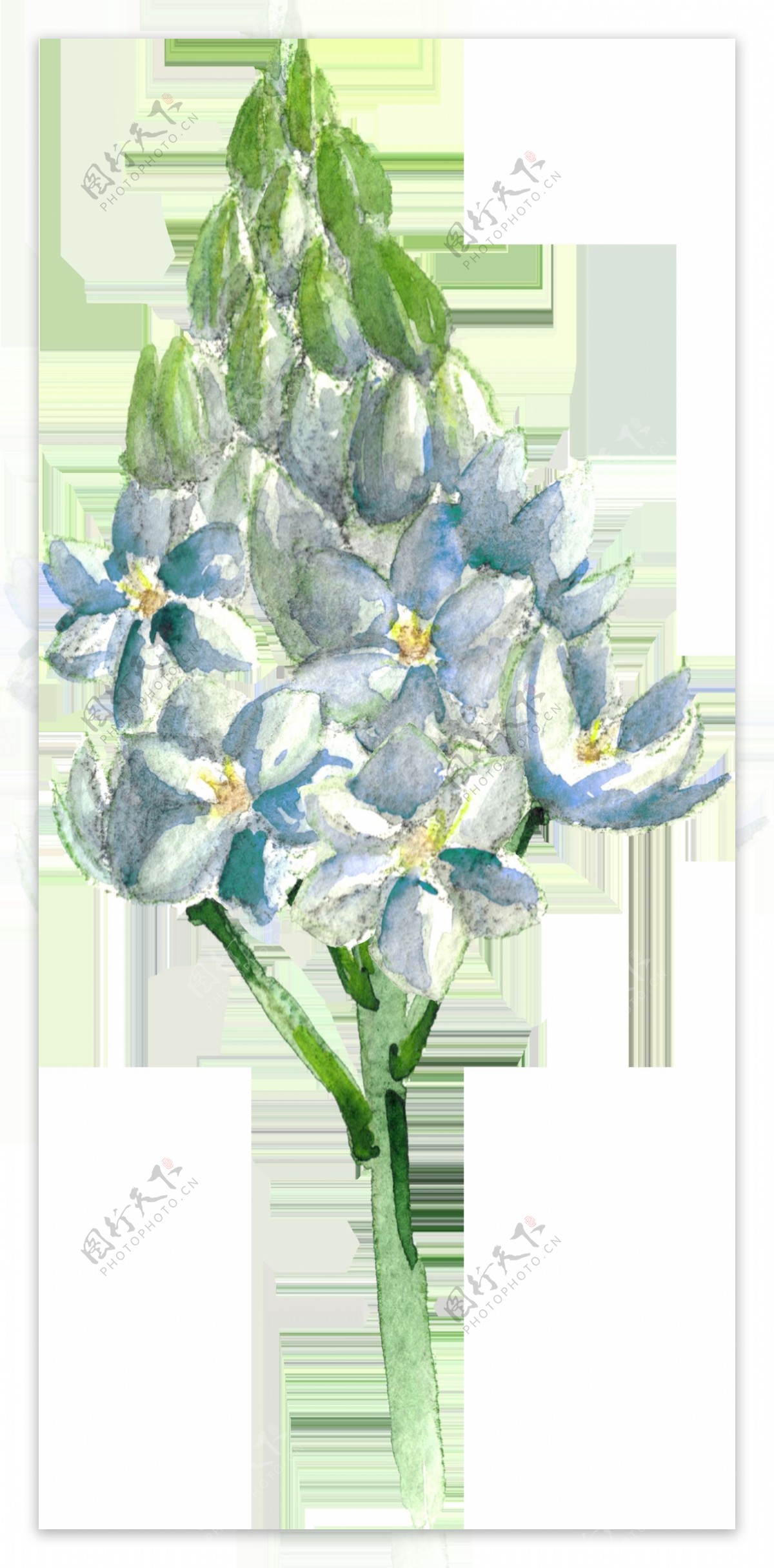 手绘蓝色花朵透明素材