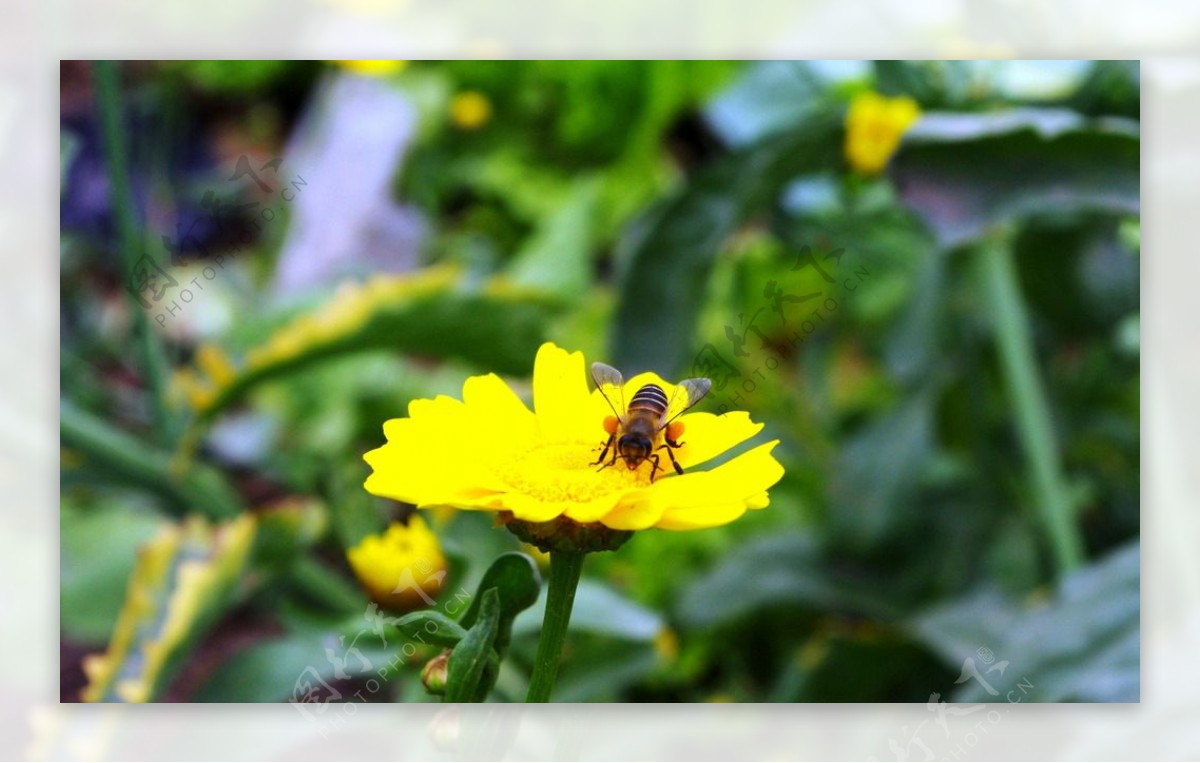 菜园蜜蜂