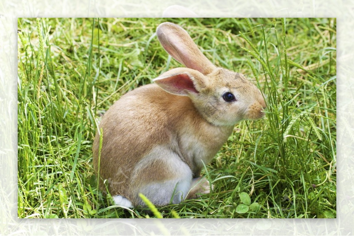 可爱草地上兔子图片素材-编号26372228-图行天下