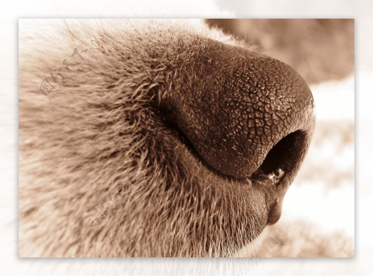 图片素材 : 小狗, 特写, 鼻子, 晶须, 眼, 脊椎动物, 狗喜欢哺乳动物 4272x2848 - - 90955 - 素材中国, 高清 ...