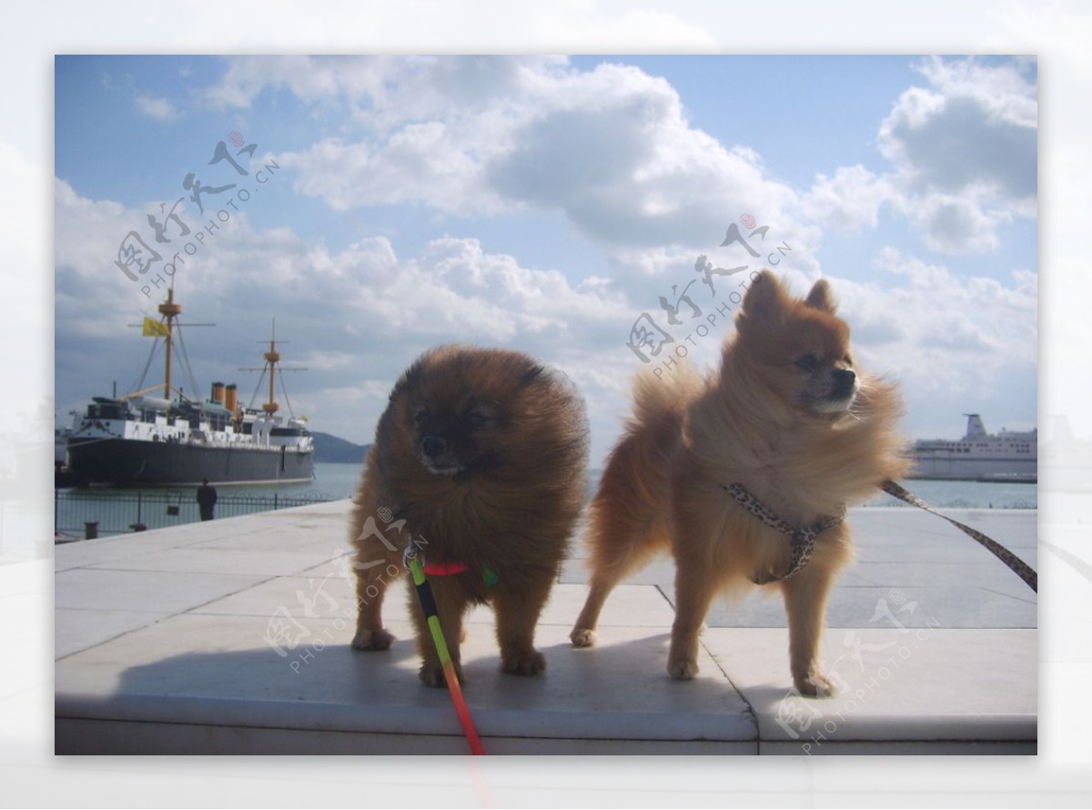 狗狗的威海假期