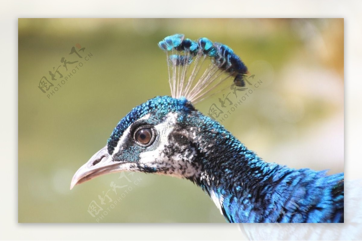 美丽的蓝孔雀开屏图片-千叶网