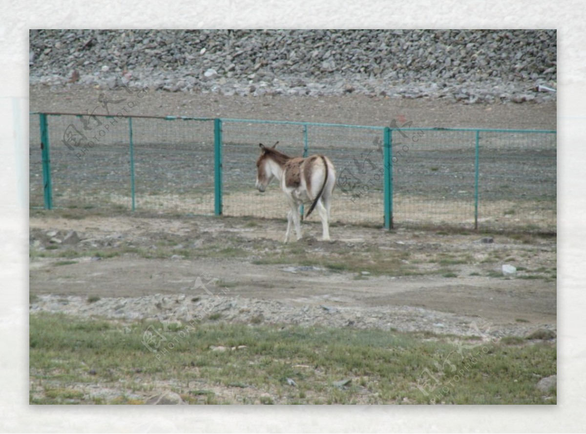 青藏高原的藏野驴