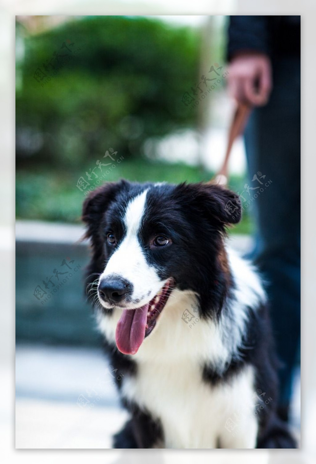 边牧边境牧羊犬牧羊犬牧羊