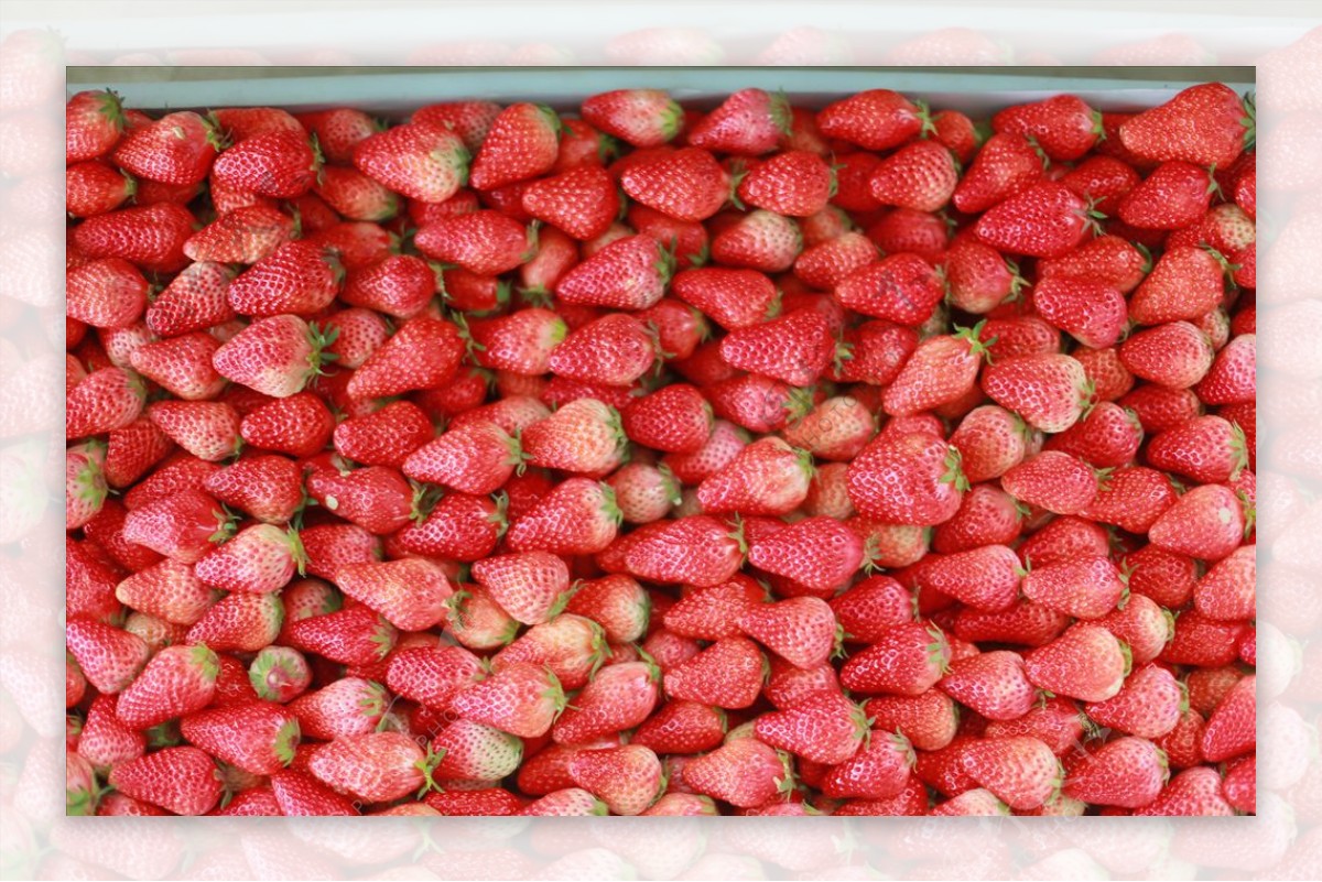 草莓大棚食物蔬菜水果