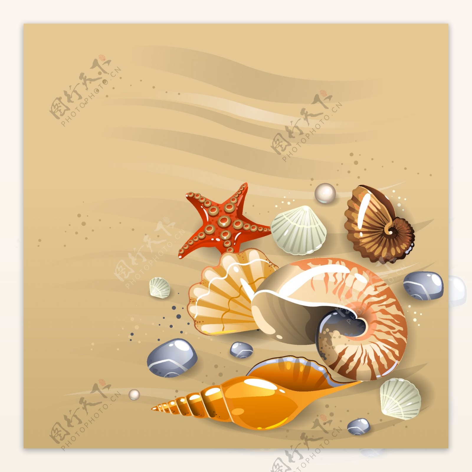 沙滩上的贝壳插画