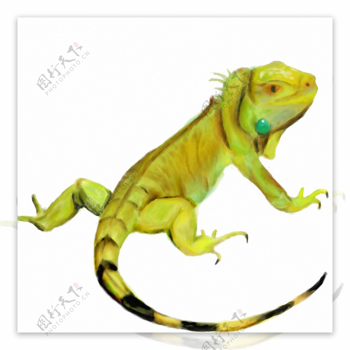 黄绿色的鬣鳞蜥免抠png透明素材