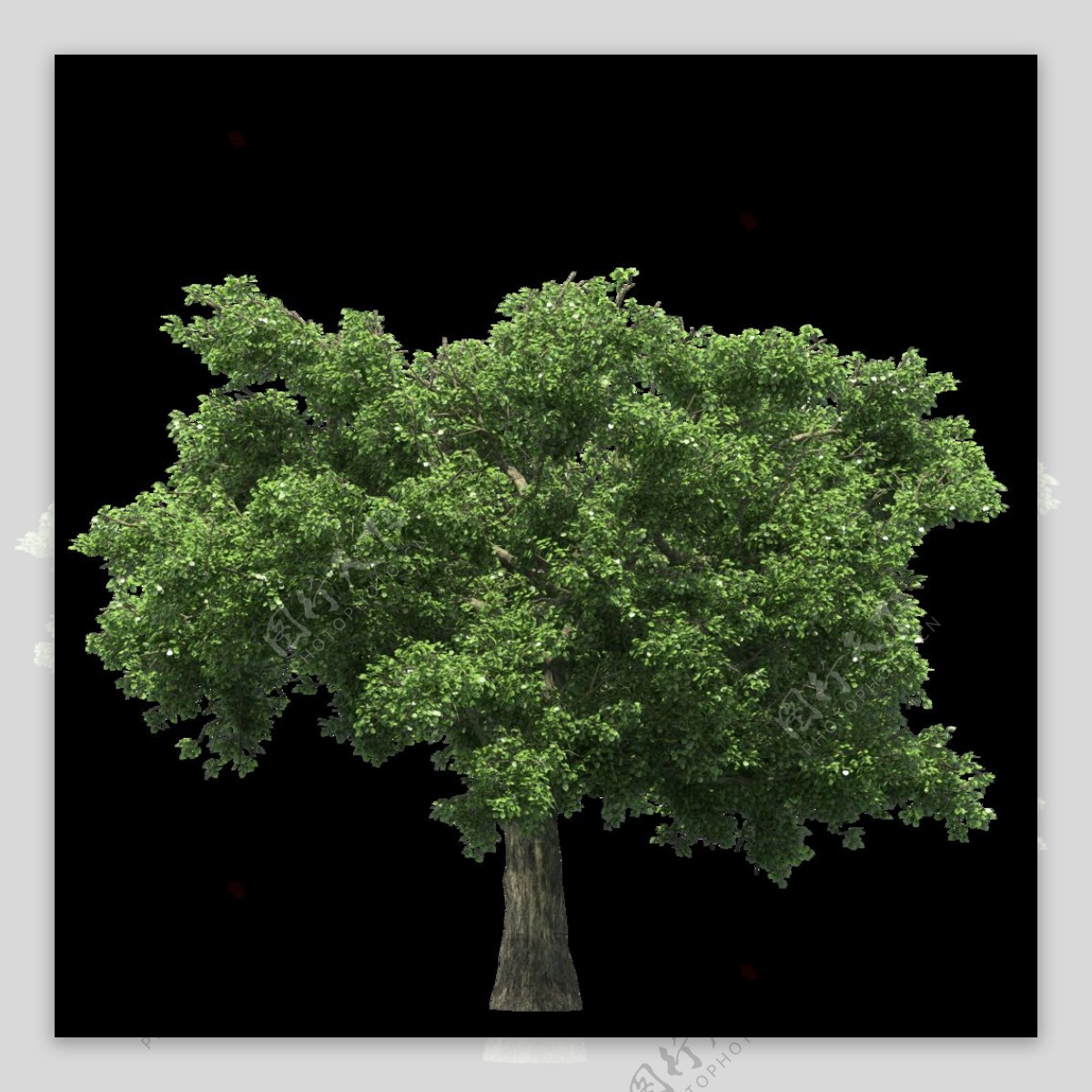 绿色大树png元素素材